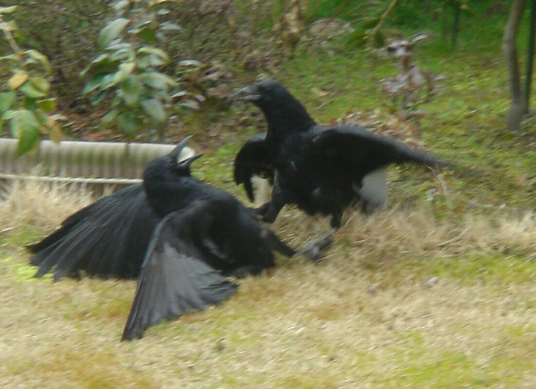 カラスの喧嘩 くまっくまにっき